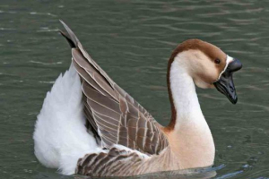 Сухонос Сухонос